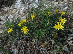 Hadí mord rakouský (Scorzonera austriaca Willd.)