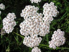 Řebříček obecný (Achillea millefolium L.)