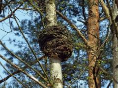 Nádor na bříze bělokoré (Betula pendula Roth) (66)