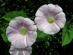 Opletník sličný (Calystegia pulchra Brummittet Heywood)