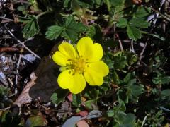 Mochna písečná (Potentilla arenaria Borkh.) s čtyřčetným květem (4)