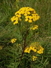 Vratič (Tanacetum L.)