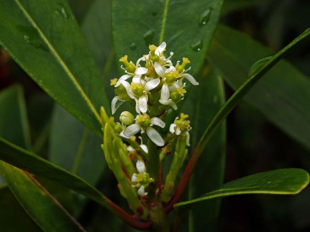Skimie japonská (Skimmia japonica Thunb.)