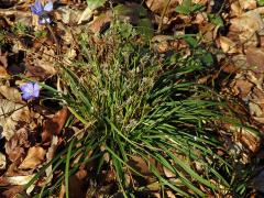Ostřice časná (Carex praecox Schreb.)