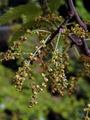 Dub libanonský (Quercus libani L.)