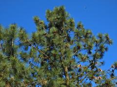 Borovice těžká (Pinus ponderosa P. Lawson et C. Lawson)