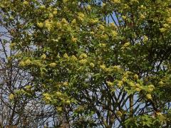 Bez červený - hroznatý (Sambucus racemosa L.)