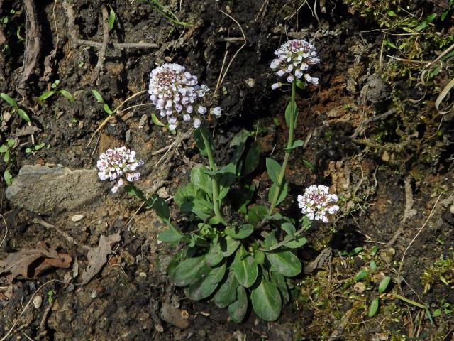 Penízek modravý (Thlaspi caerulescens J. Presl et C. Presl)