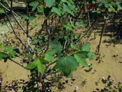 Dávivec (Jatropha mahafalensis Jum. et H. Perrier)