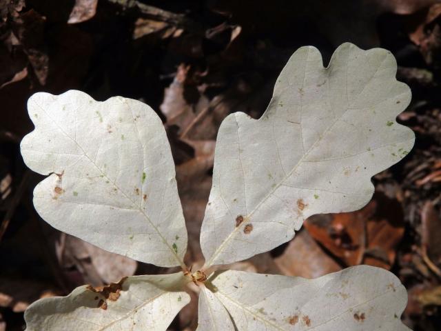 Dub letní (Quercus robur L.) - roční semenáček albín (4c)