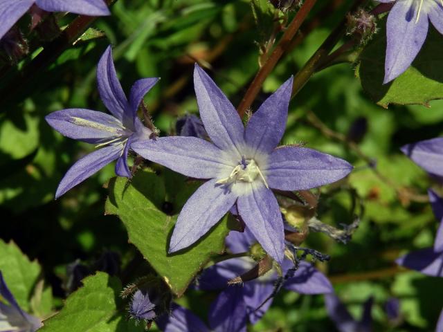 Zvonek garganský (Campanula garganica Ten.), šestičetný květ