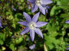 Zvonek garganský (Campanula garganica Ten.), sedmičetný květ