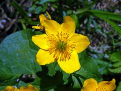 Blatouch bahenní (Caltha palustris L.), šestičetný květ (4)