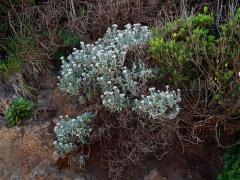 Smil (Helichrysum melaleucum Rchb.)