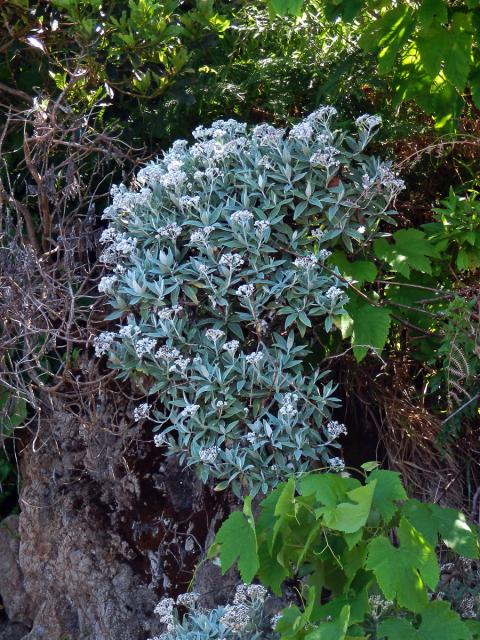 Smil (Helichrysum melaleucum Rchb.)