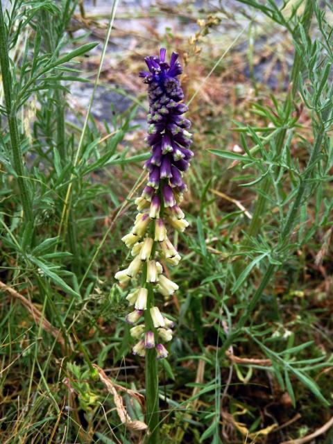 Modřenec tenkokvětý (Muscari tenuiflorum Tausch)