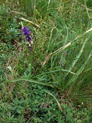 Modřenec tenkokvětý (Muscari tenuiflorum Tausch)