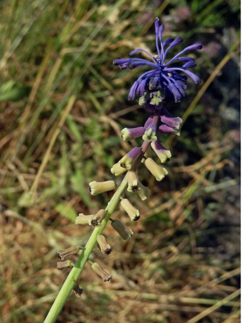 Modřenec tenkokvětý (Muscari tenuiflorum Tausch)