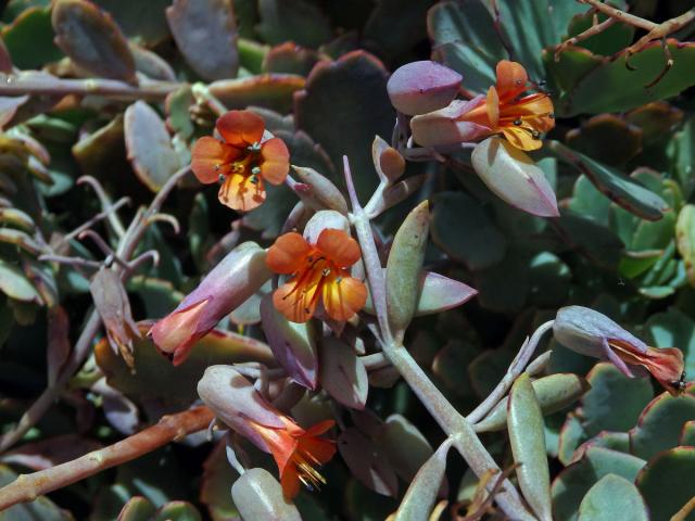 Kolopejka (Kalanchoe fedtschenkoi Hamet & Perrier)