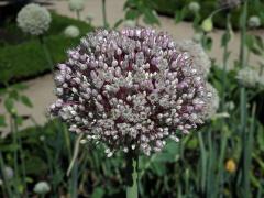 Pór zahradní (Allium porrum L.)