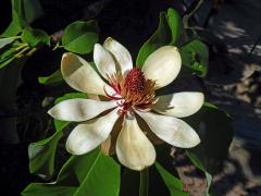 Šácholan obvejčitý (Magnolia hypoleuca Siebold Zucc.)