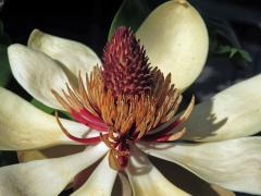 Šácholan obvejčitý (Magnolia hypoleuca Siebold Zucc.)