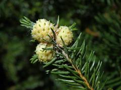 Hálky korovnice pupenové (Adelges lacricis), smrk ztepilý