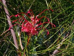 Grevillea johnsonii McGill.