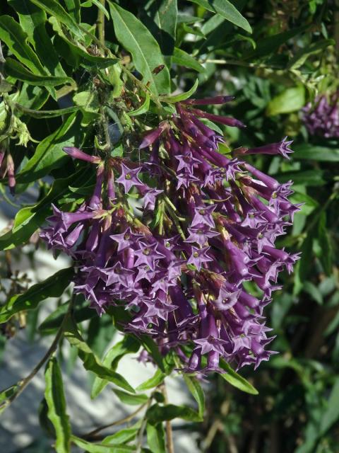 Kladivník (Cestrum elegans (Brongn. ex Neumann) Schltdl.)