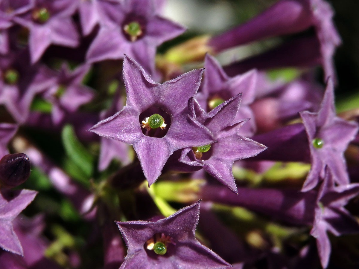 Kladivník (Cestrum elegans (Brongn. ex Neumann) Schltdl.)