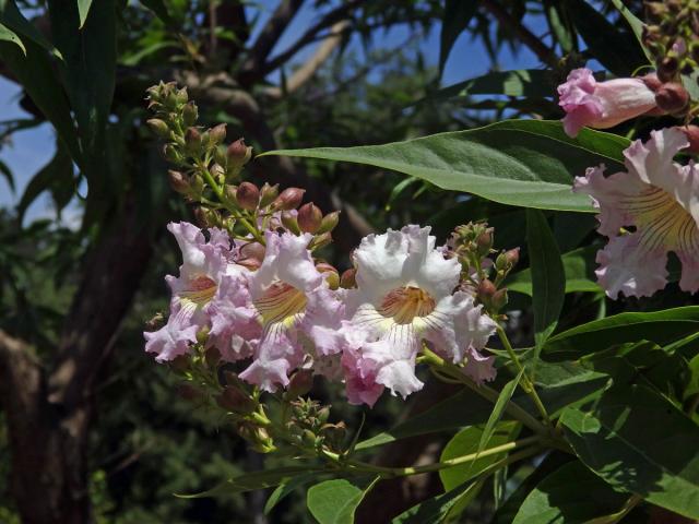 Chitalpa taskentensis Ellis & Wisura