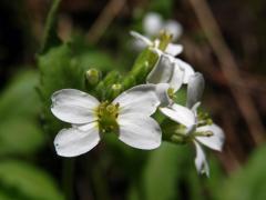 Huseník kavkazský (Arabis caucasica Willd.)