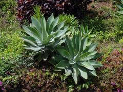 Agáve (Agave attenuata Salm-Dyck)