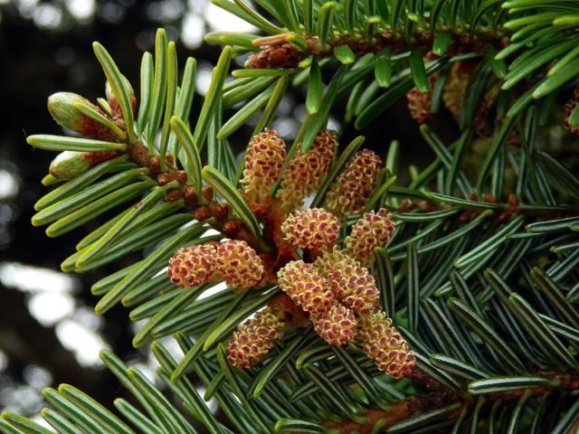 Jedle bělokorá (Abies alba Mill.)