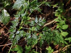 Tetlucha vznešená (Aethusa cynapioides M. Bieb.)