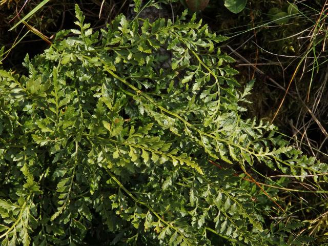 Sleziník hadcový (Asplenium cuneifolium Viv.)