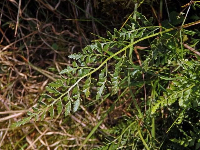 Sleziník hadcový (Asplenium cuneifolium Viv.)