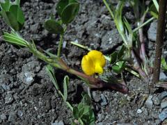 Podzemnice olejná (Arachis hypogaea L.)    