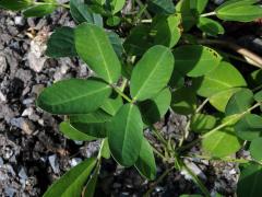 Podzemnice olejná (Arachis hypogaea L.)
