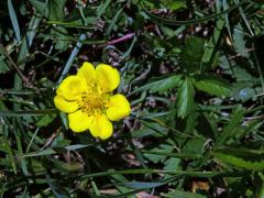 Mochna plazivá (Potentilla reptans L.) se sedmičetným květem (2a)