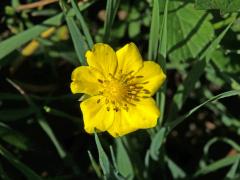 Mochna plazivá (Potentilla reptans L.) se sedmičetným květem (3b)