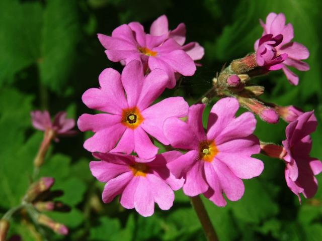 Prvosenka (Primula polyneura Franch.)