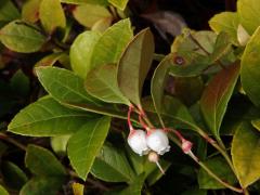 Libavka poléhavá (Gaultheria procumbens L.)    