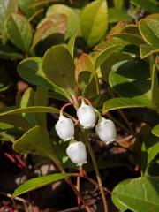 Libavka poléhavá (Gaultheria procumbens L.)