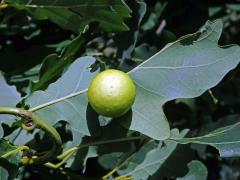 Hálky žlabatky dubové (Cynips quercusfolii)