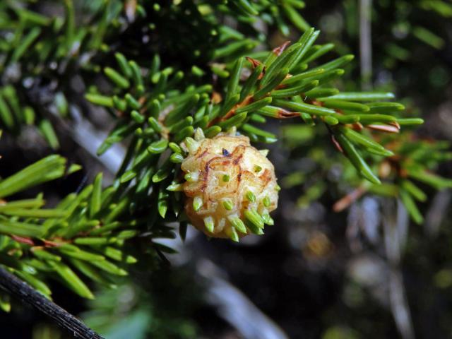 Hálky korovnice pupenové (Adelges lacricis), smrk ztepilý