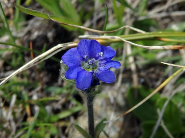 Rozrazil nízký (Veronica alpina L.) se sedmičetným květem