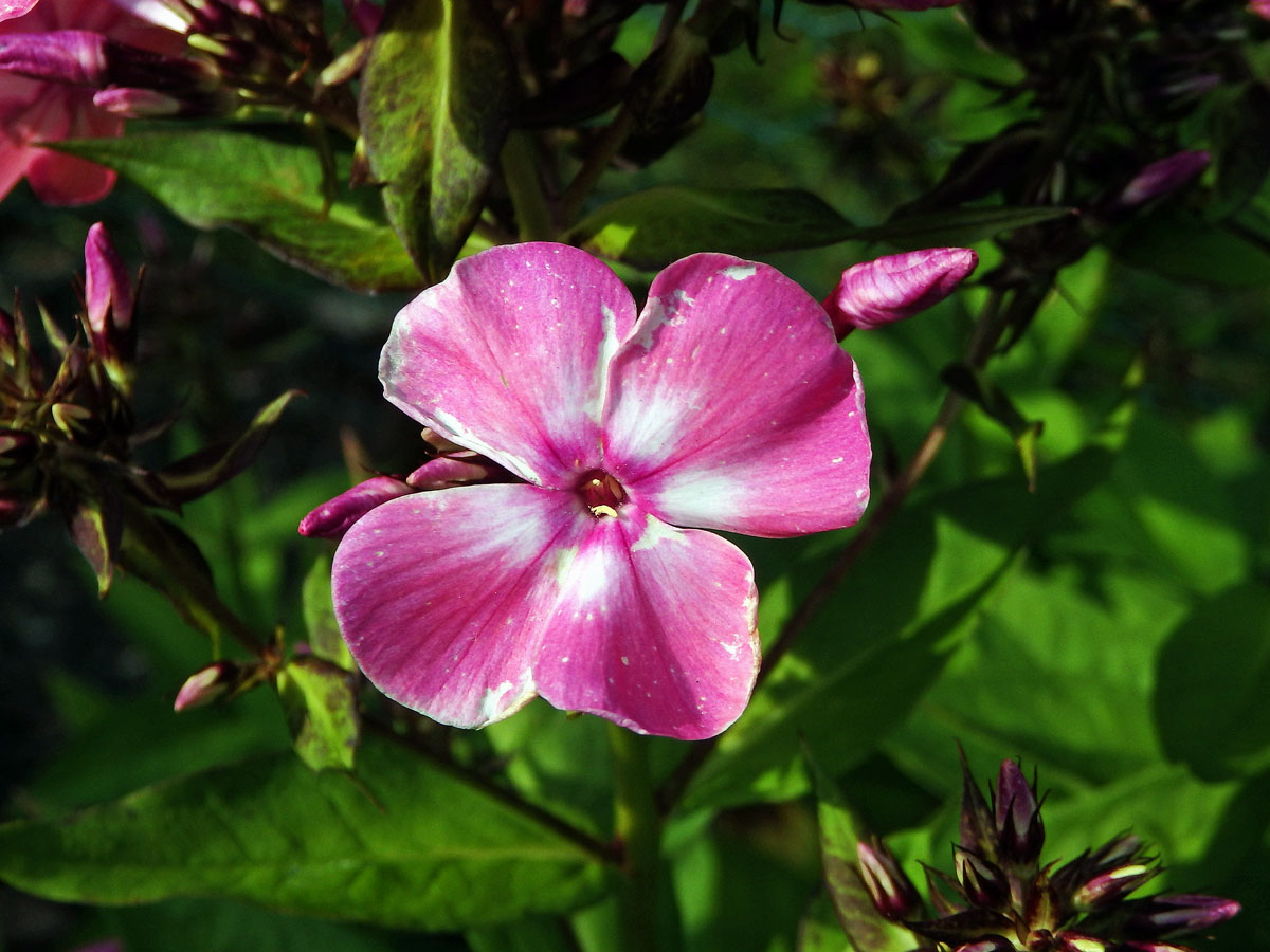 Plamenka latnatá (Phlox paniculata L.) s čtyřčetným květem (18)