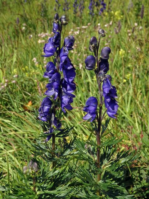 Oměj (Aconitum napellus L.)