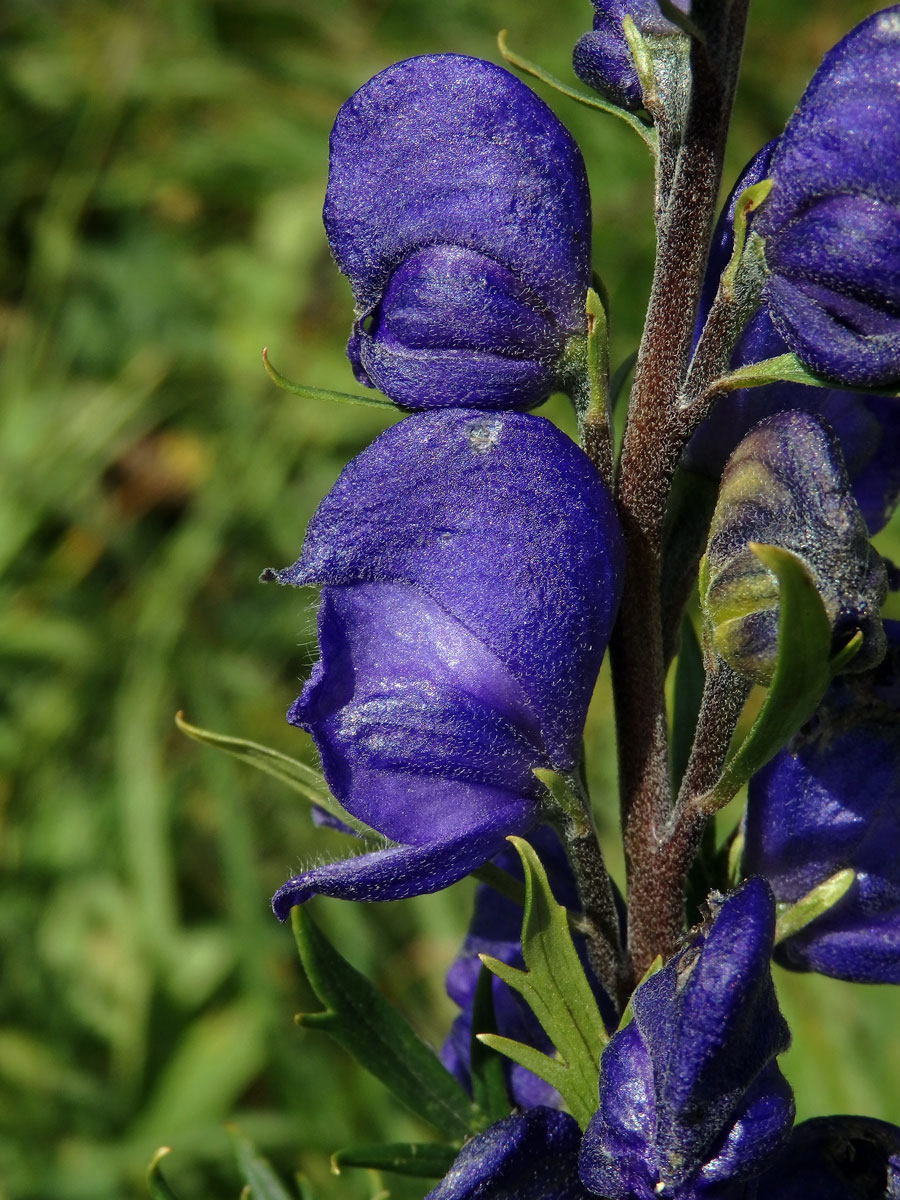 Oměj (Aconitum napellus L.)